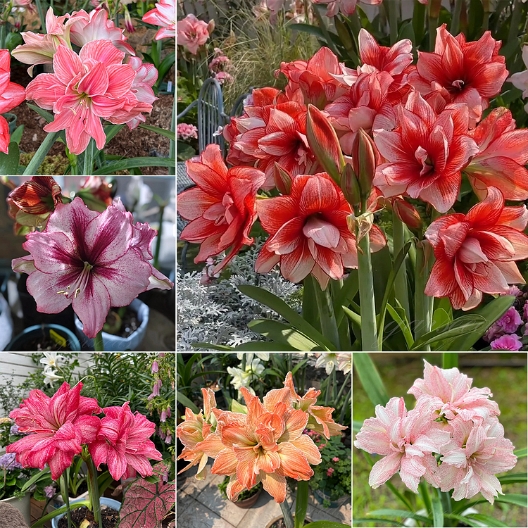 Double-Flowered Amaryllis Bulbs